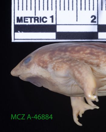 Media type: image;   Herpetology A-46884 Description: Specimen photo;  Aspect: head lateral